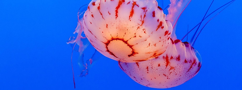 Increase Conversions by Improving the Clarity of Your Value Proposition