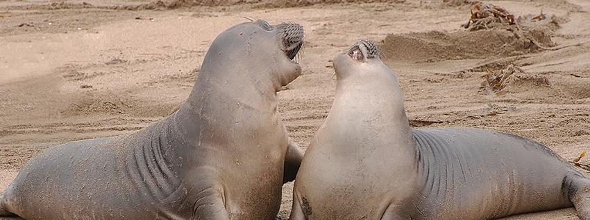 Can SSL, Trust Seals and Other Security Indicators Increase Conversions?