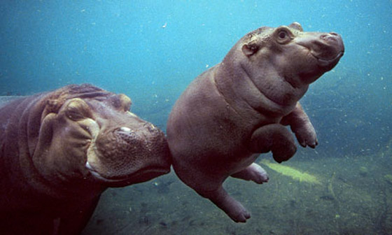 The HiPPOs Have Left the Building… A/B Testing is Back