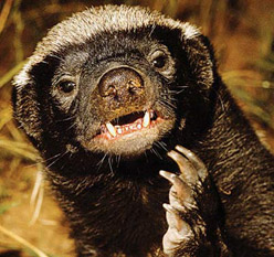 15 Landing Page Examples Analyzed for Conversion (By a Honey Badger)